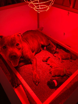 du Lagon de la Fournaise - Staffordshire Bull Terrier - Portée née le 16/02/2024