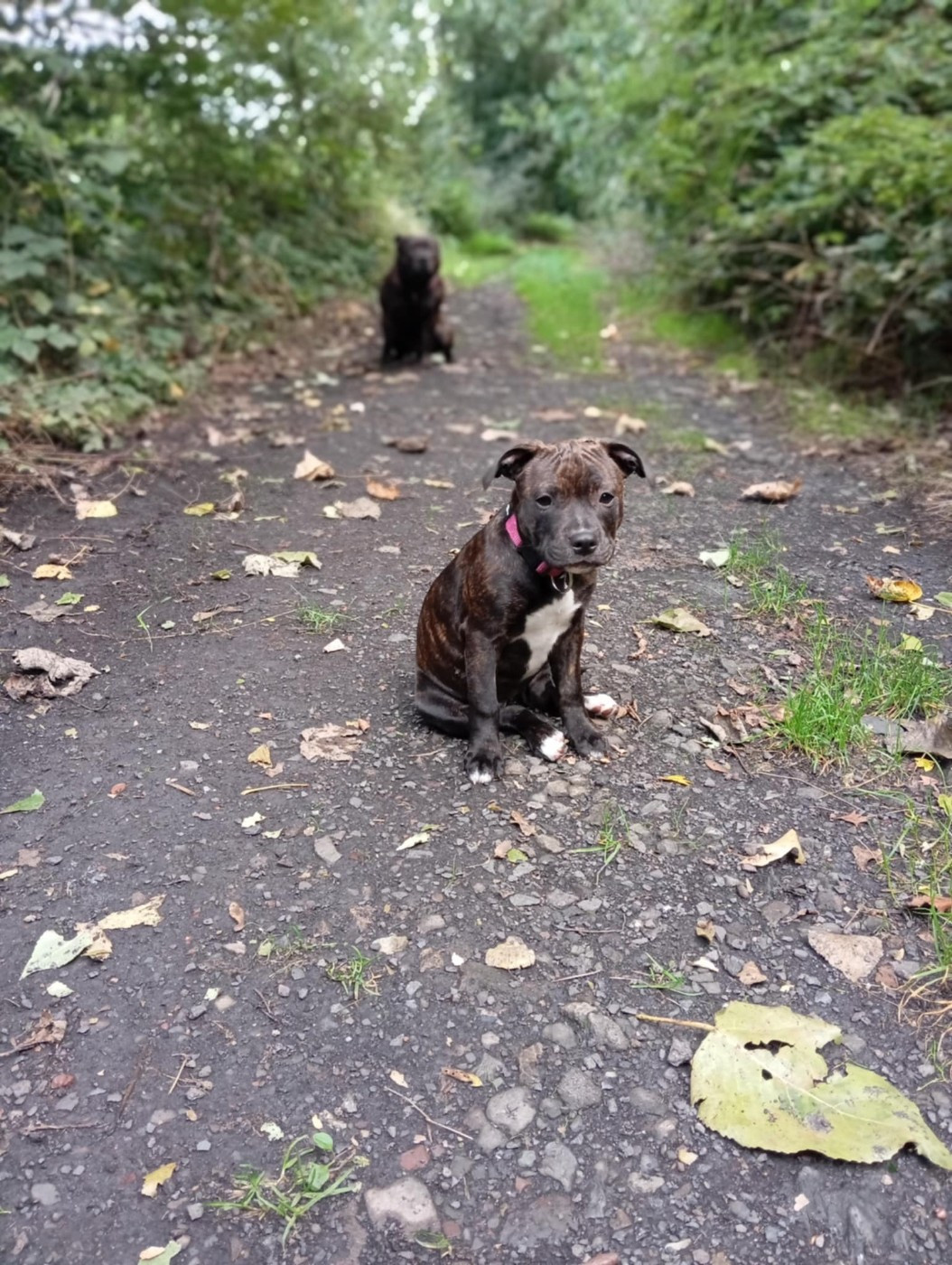 Aya.c du Lagon de la Fournaise