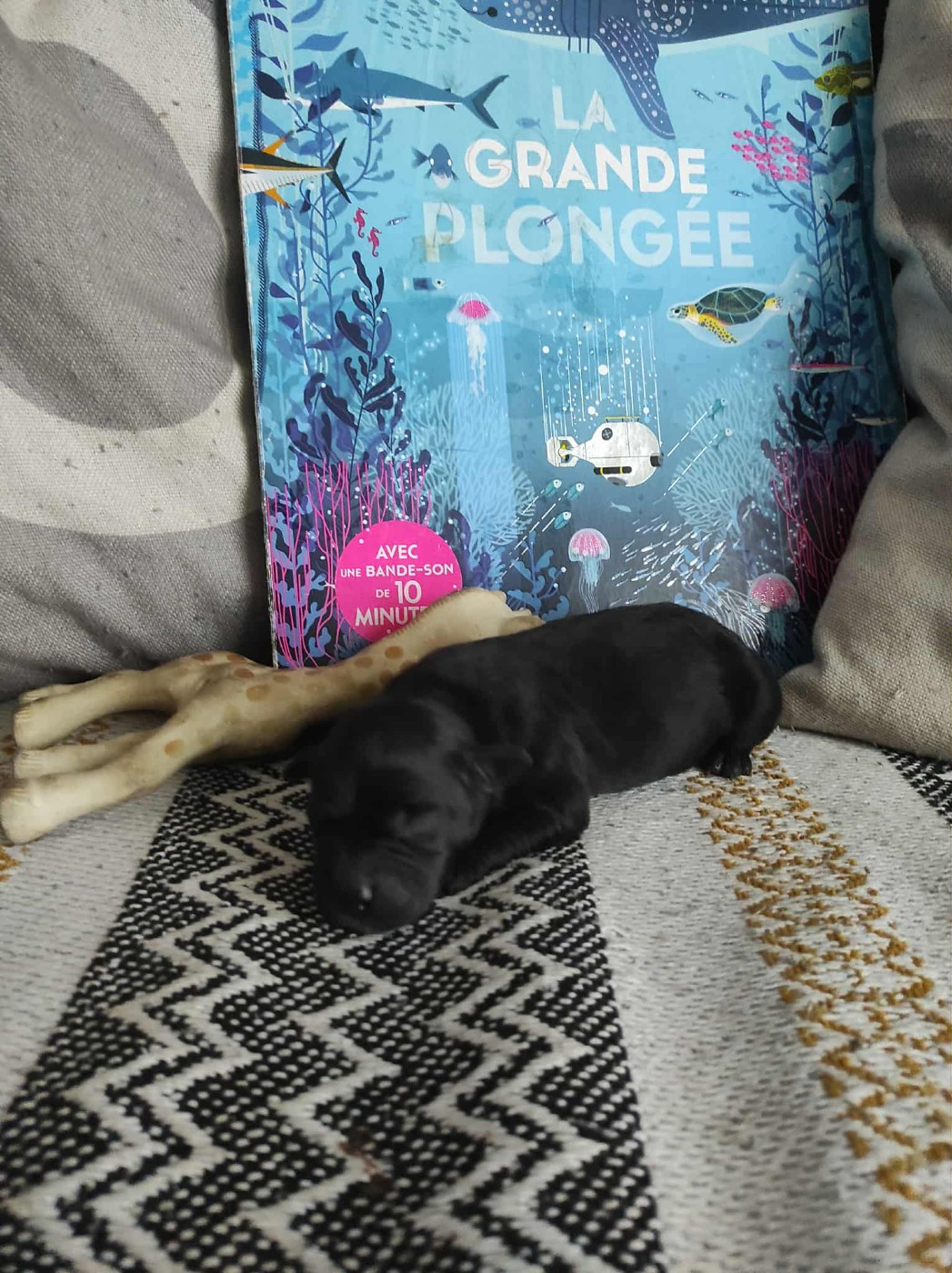 du Lagon de la Fournaise - Chiots disponibles - Staffordshire Bull Terrier