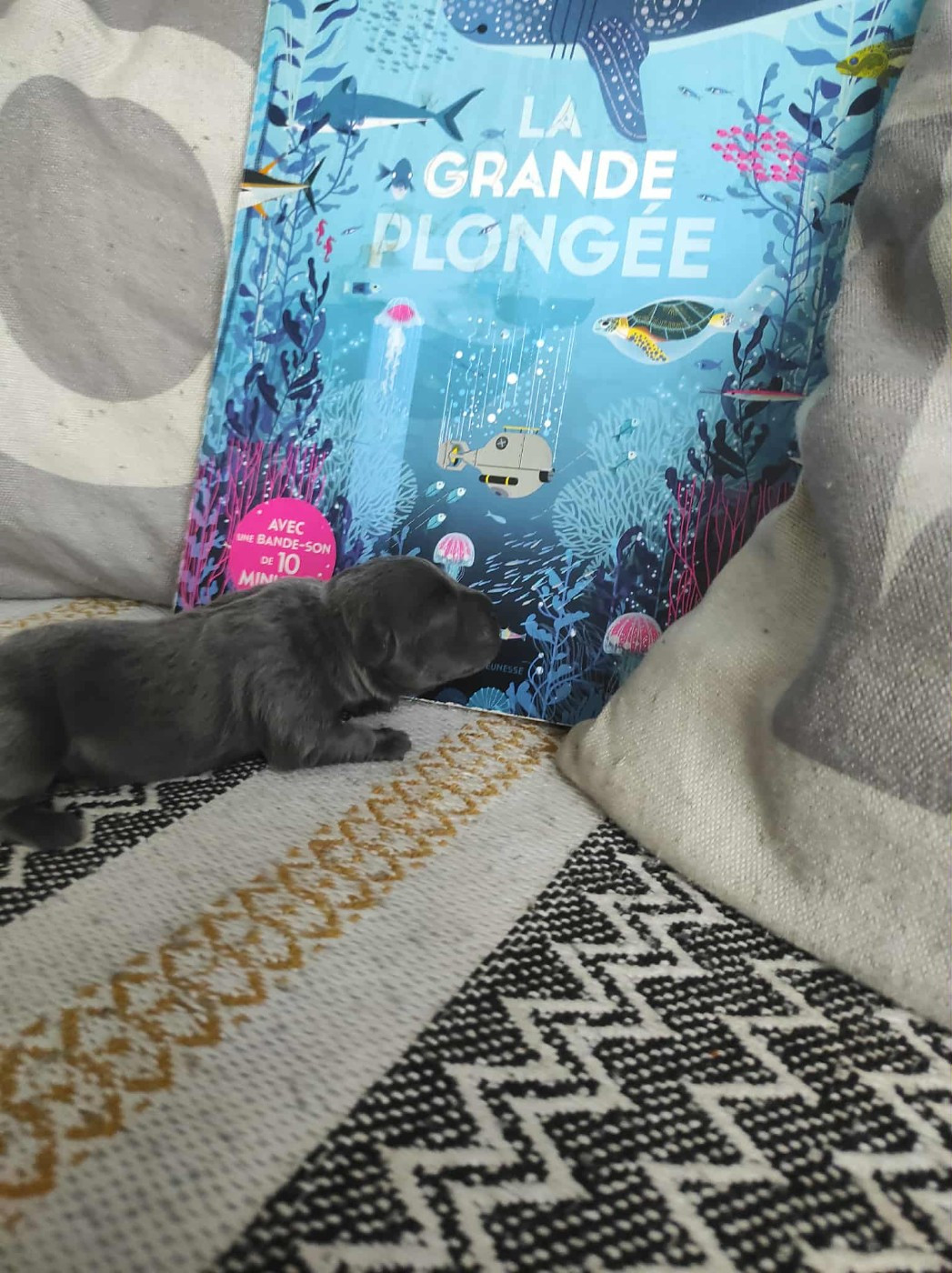 du Lagon de la Fournaise - Chiots disponibles - Staffordshire Bull Terrier