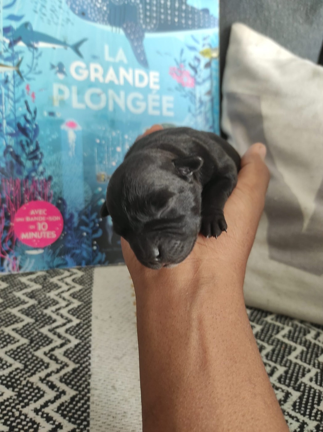 du Lagon de la Fournaise - Chiots disponibles - Staffordshire Bull Terrier