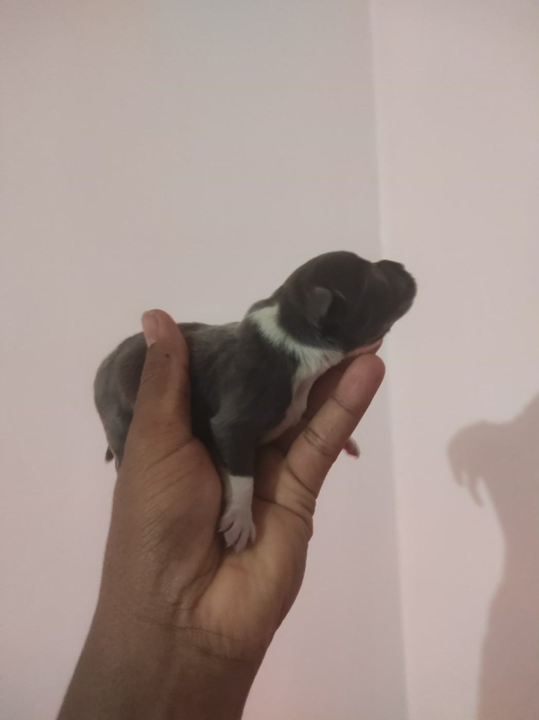 du Lagon de la Fournaise - Chiots disponibles - Staffordshire Bull Terrier