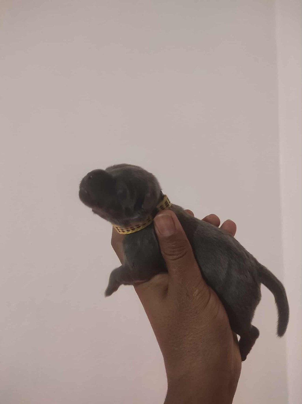 du Lagon de la Fournaise - Chiots disponibles - Staffordshire Bull Terrier