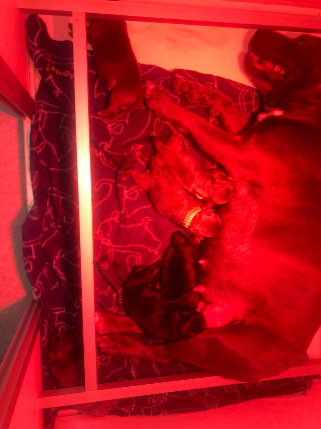 Chiot Staffordshire Bull Terrier du Lagon de la Fournaise