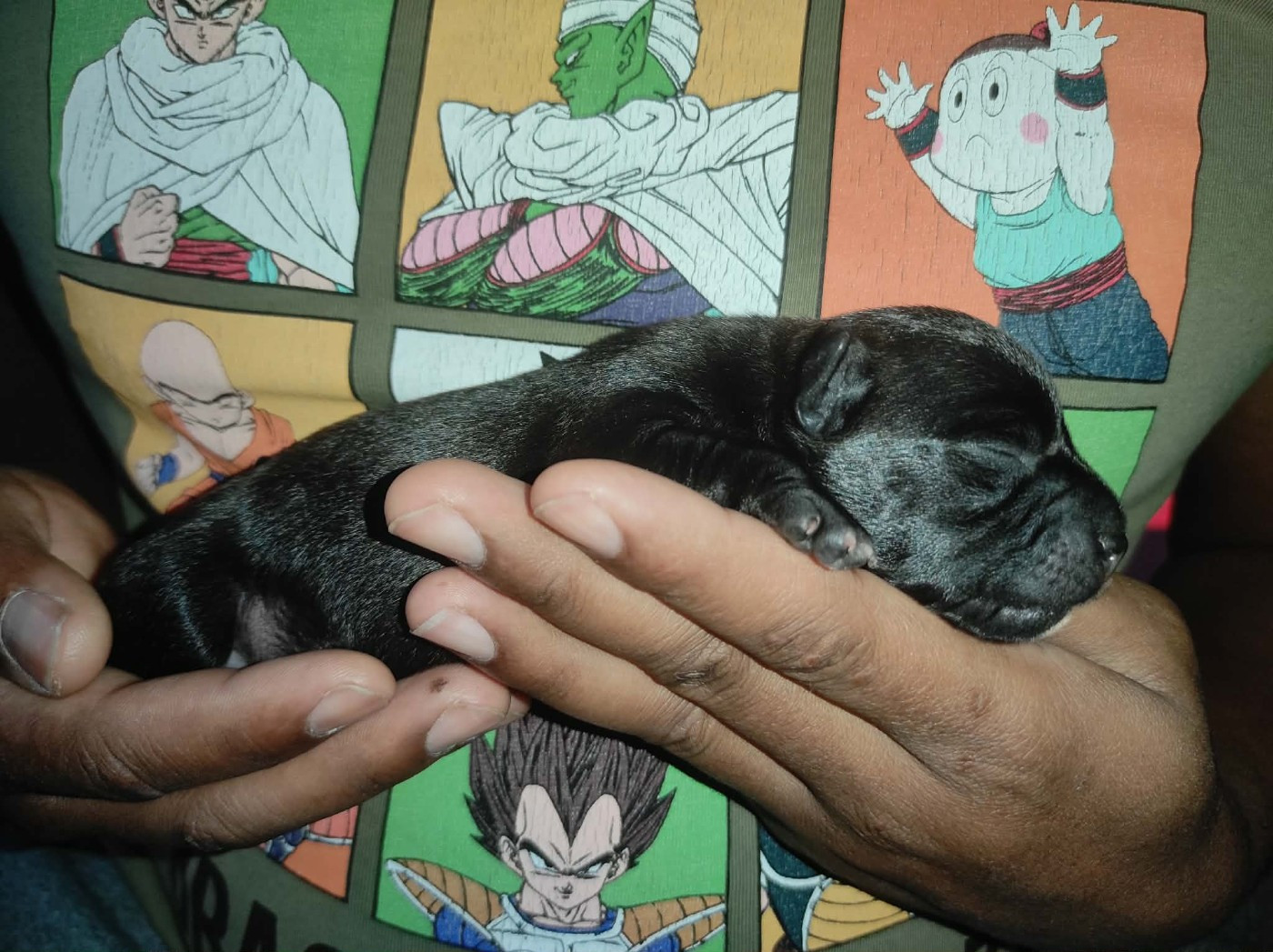 du Lagon de la Fournaise - Chiots disponibles - Staffordshire Bull Terrier