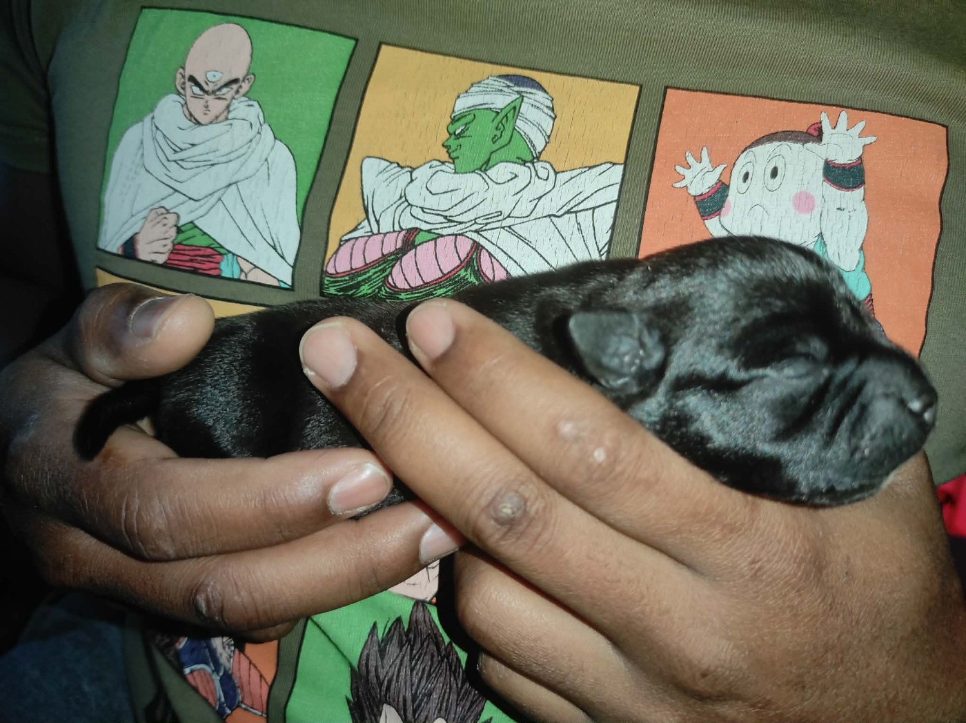 du Lagon de la Fournaise - Chiots disponibles - Staffordshire Bull Terrier