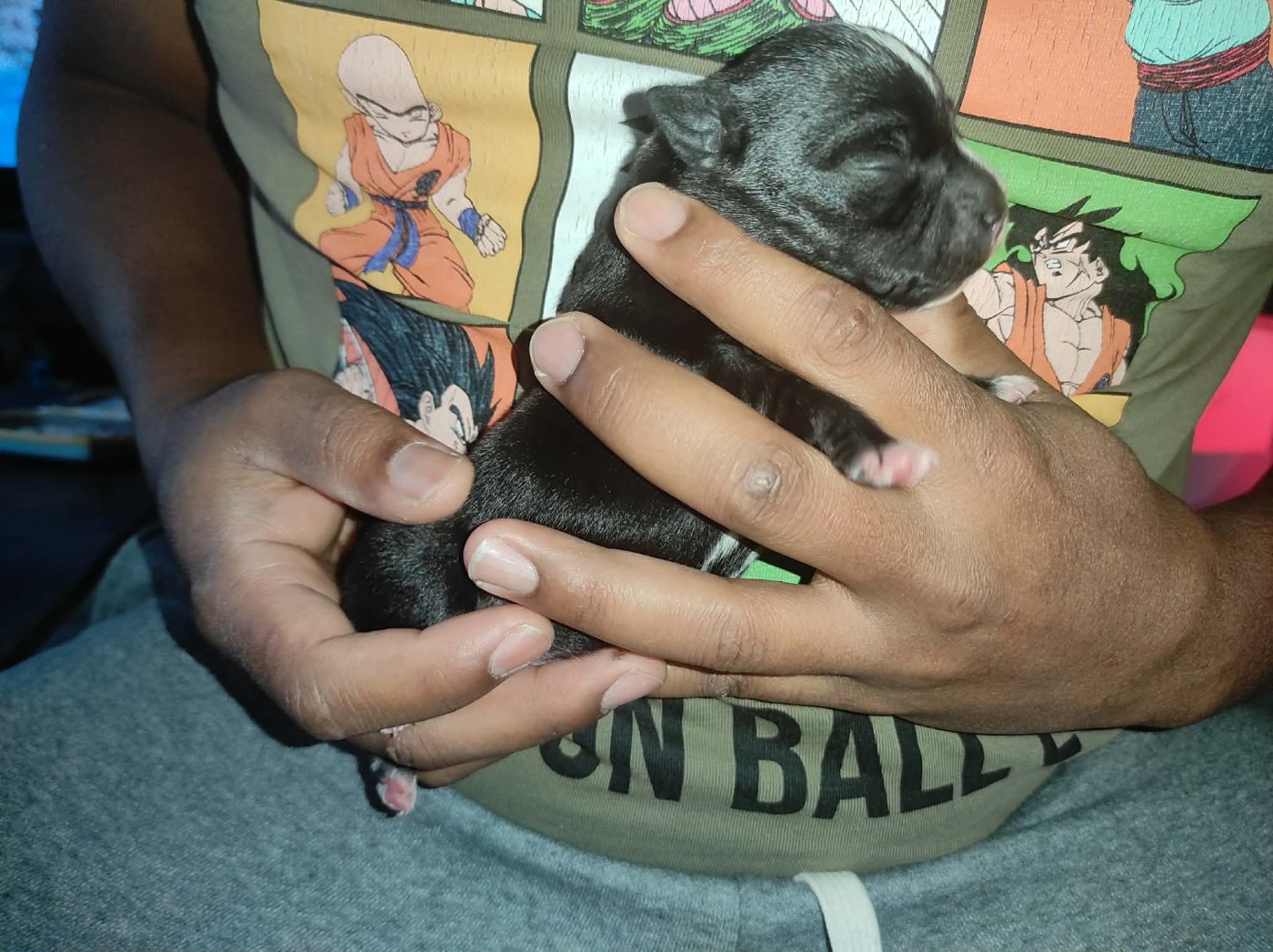 du Lagon de la Fournaise - Chiots disponibles - Staffordshire Bull Terrier