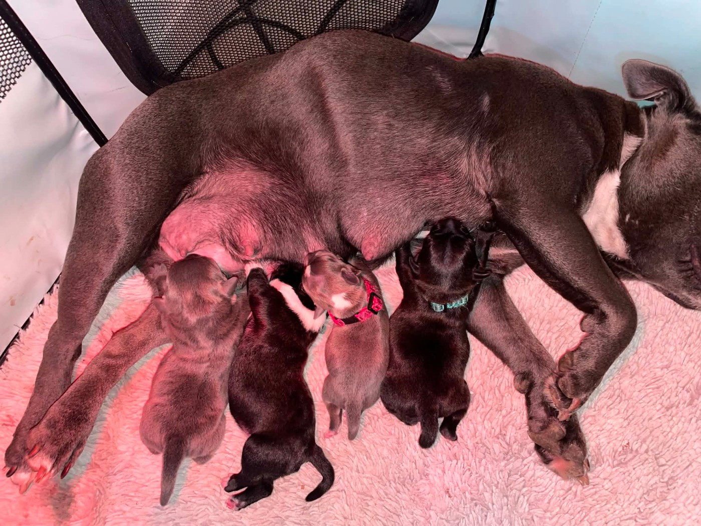 Chiot Staffordshire Bull Terrier du Lagon de la Fournaise