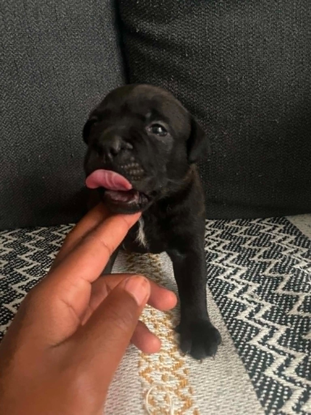 du Lagon de la Fournaise - Chiots disponibles - Staffordshire Bull Terrier
