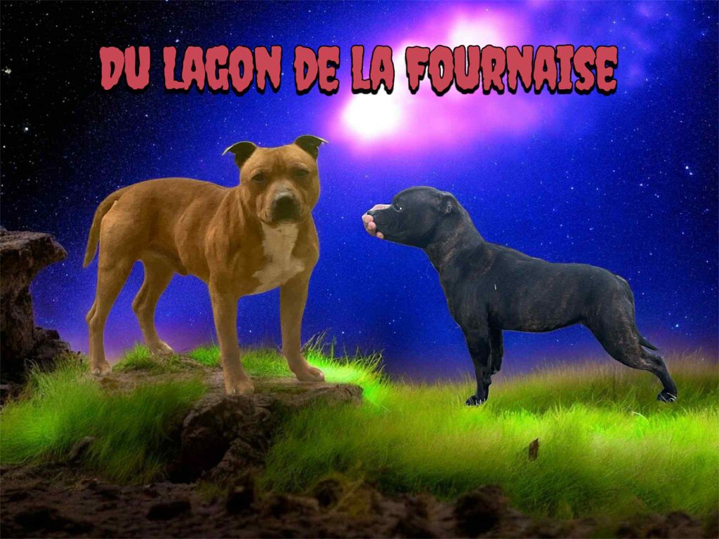du Lagon de la Fournaise - Staffordshire Bull Terrier - Portée née le 28/07/2025