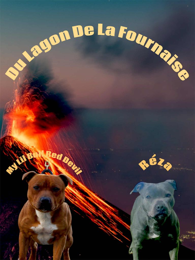 du Lagon de la Fournaise - Staffordshire Bull Terrier - Portée née le 17/06/2025