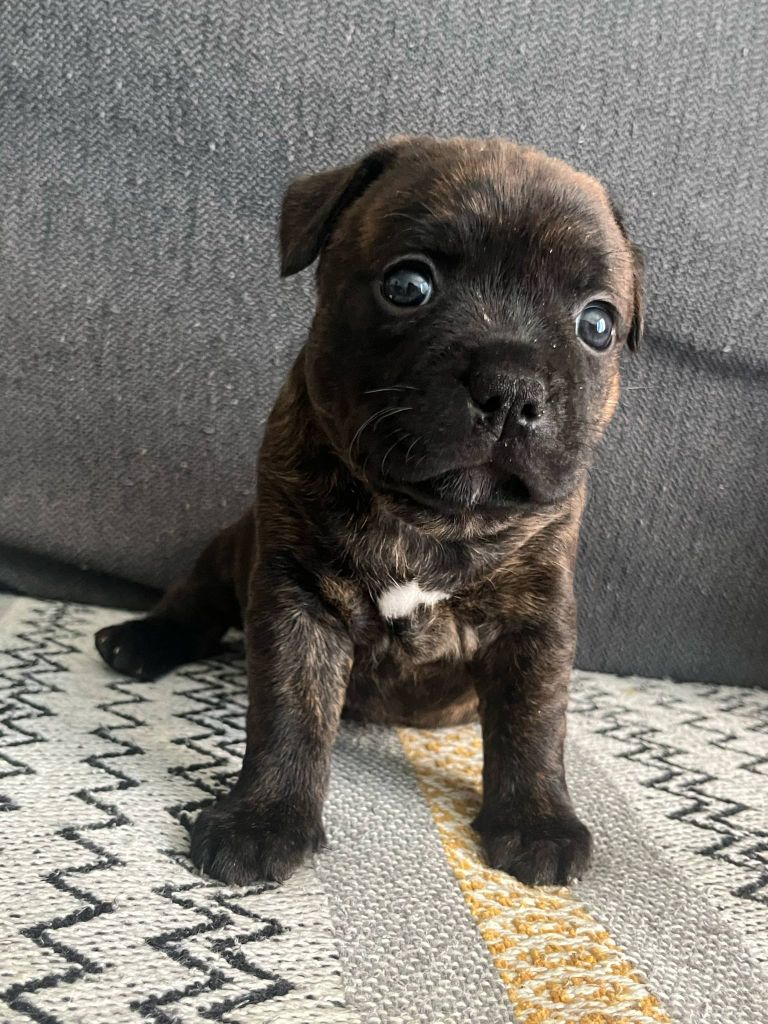 du Lagon de la Fournaise - Chiots disponibles - Staffordshire Bull Terrier