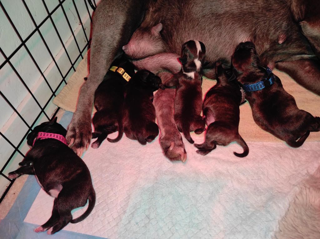 Chiot Staffordshire Bull Terrier du Lagon de la Fournaise