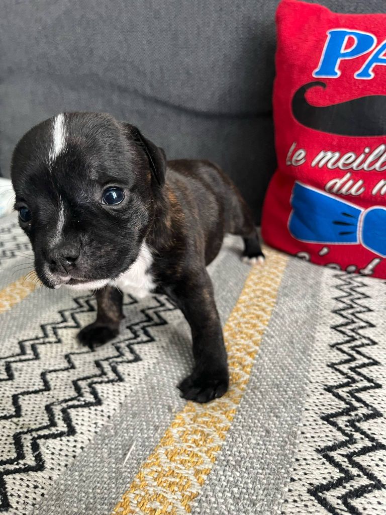 du Lagon de la Fournaise - Chiots disponibles - Staffordshire Bull Terrier